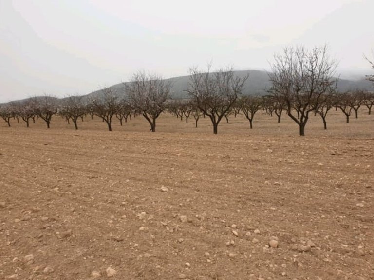 Plot for Sale in Pinoso, Alicante 3