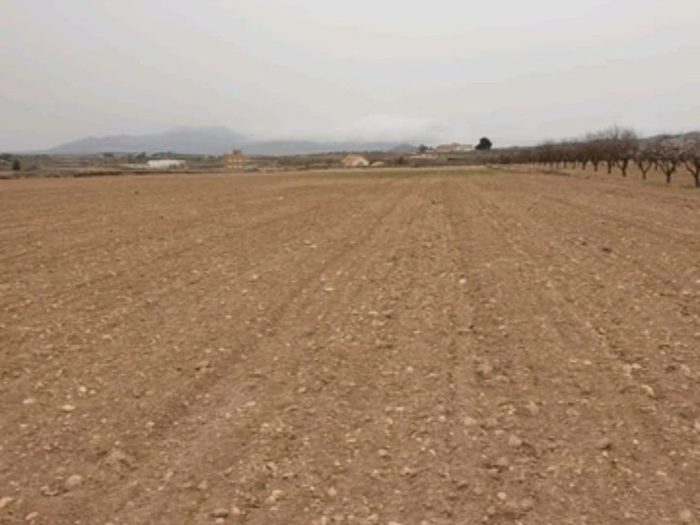 Plot for Sale in Pinoso, Alicante 5