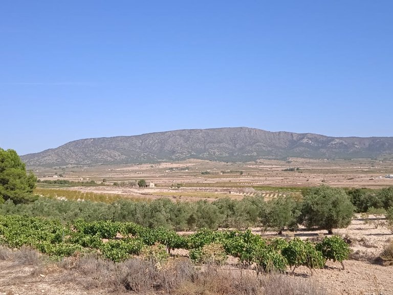 Plot for Sale in Pinoso, Alicante 6