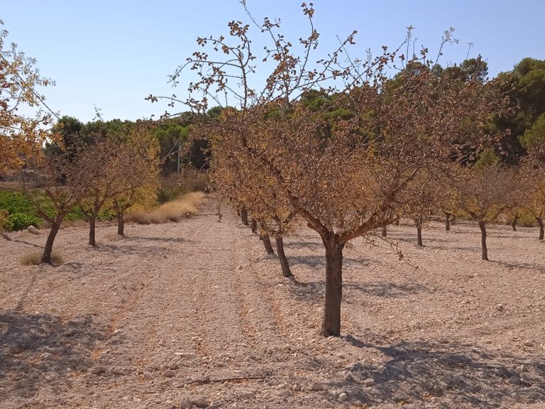 Plot for Sale in Pinoso, Alicante 3
