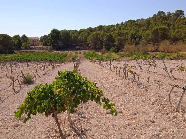Plot for Sale in Pinoso, Alicante 8