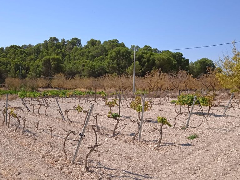 Plot for Sale in Pinoso, Alicante 9