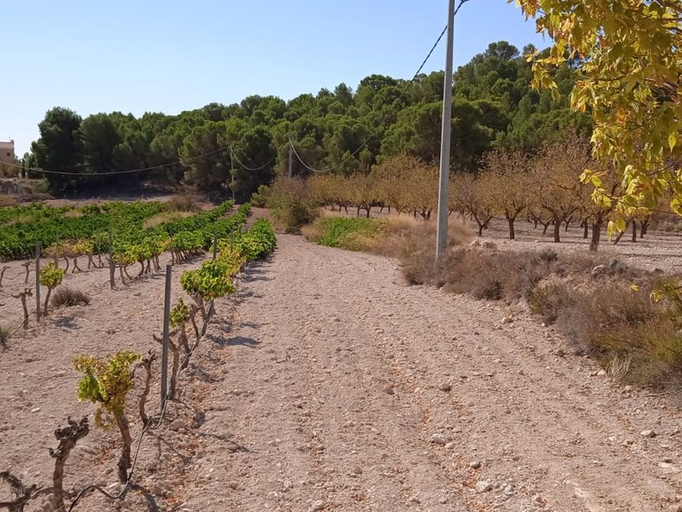 Plot for Sale in Pinoso, Alicante 10