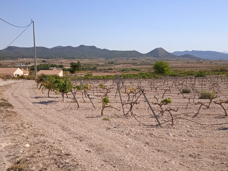 Plot for Sale in Pinoso, Alicante 4