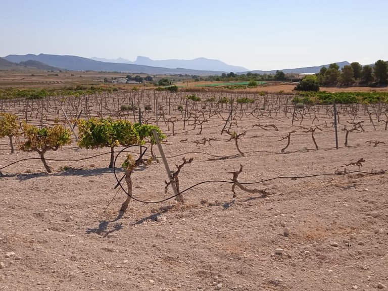Plot for Sale in Pinoso, Alicante 1