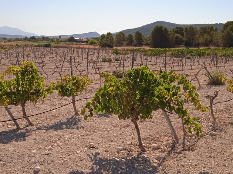 Plot for Sale in Pinoso, Alicante 5