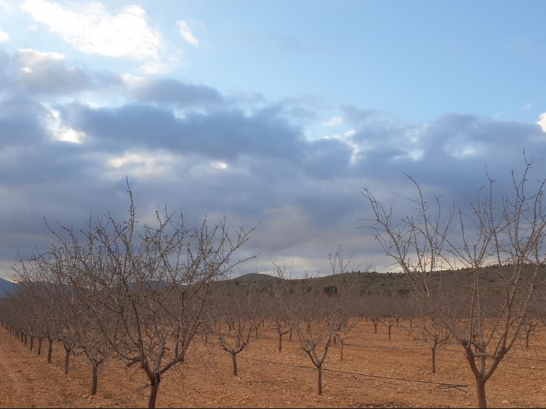 Plot for Sale in Pinoso, Alicante 4