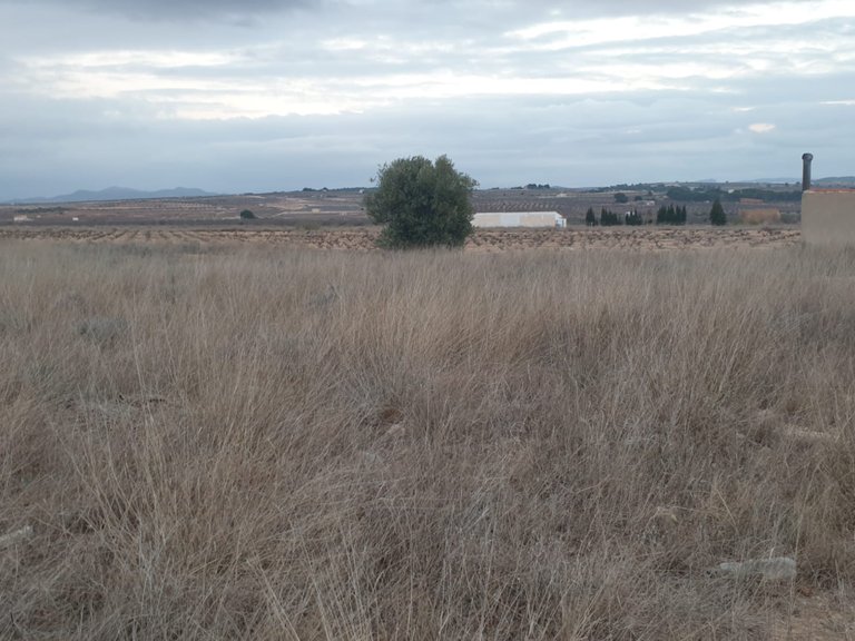 Plot for Sale in Pinoso, Alicante 4