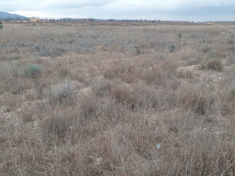 Plot for Sale in Pinoso, Alicante 3
