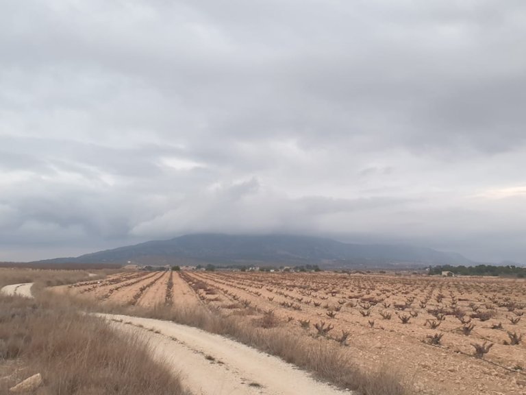 Plot for Sale in Pinoso, Alicante 1