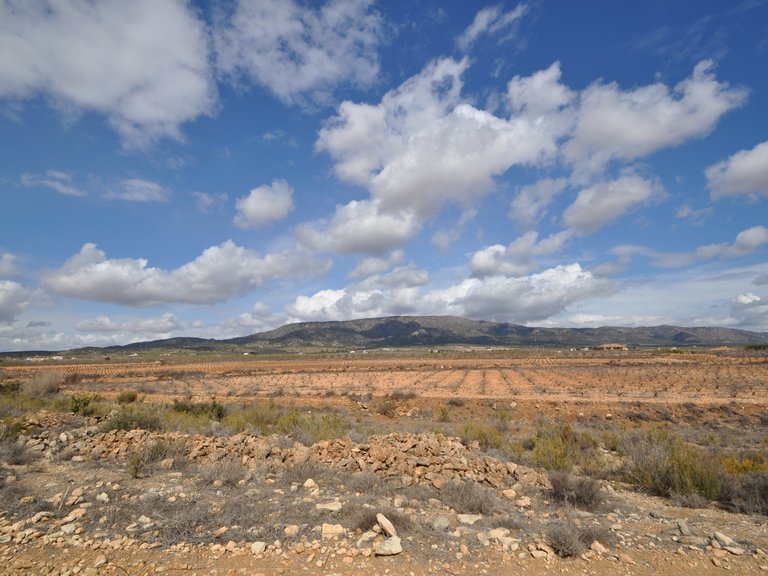 Plot for Sale in Pinoso, Alicante 3