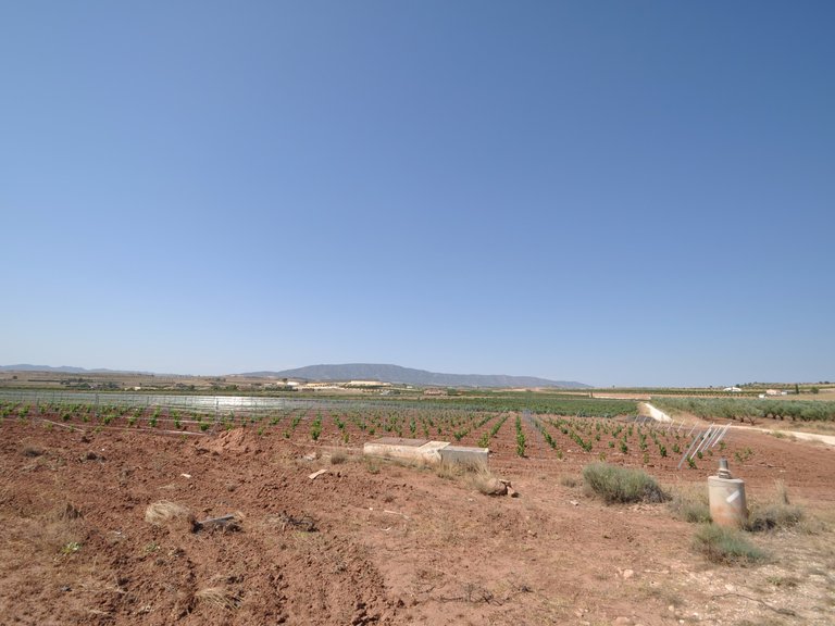 Plot for Sale in Pinoso, Alicante 1