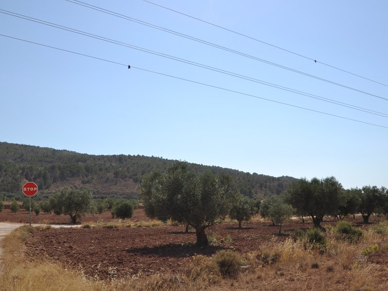 Plot for Sale in Pinoso, Alicante 5