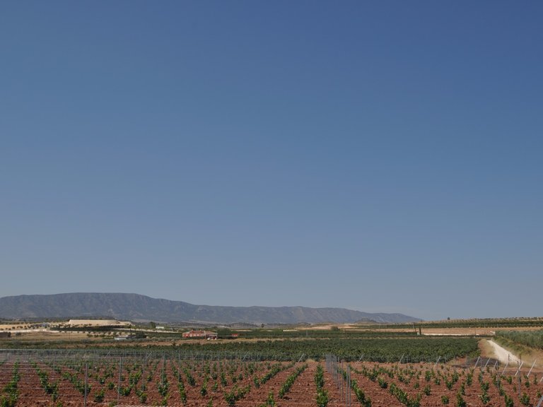 Plot for Sale in Pinoso, Alicante 3