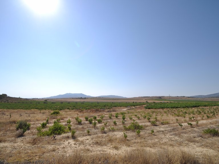 Plot for Sale in Pinoso, Alicante 6