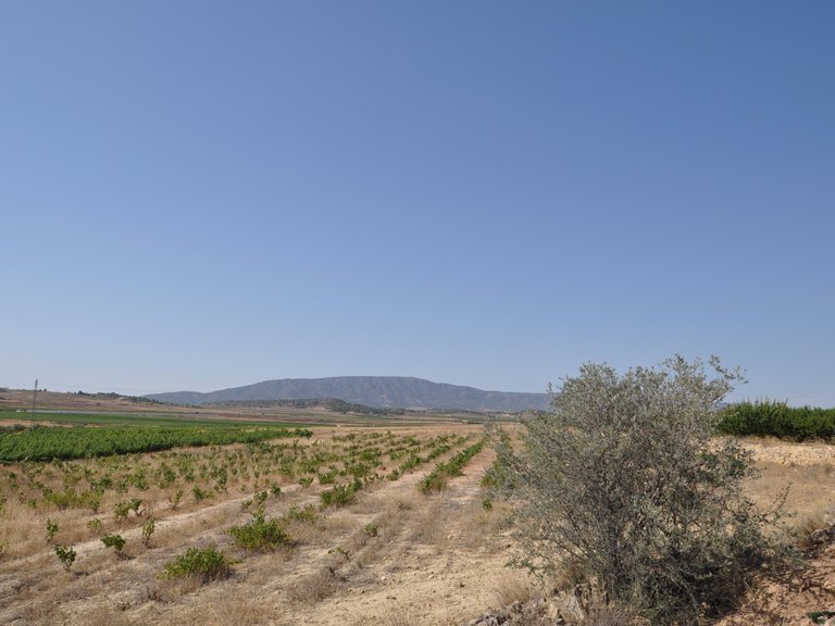 Plot for Sale in Pinoso, Alicante 5