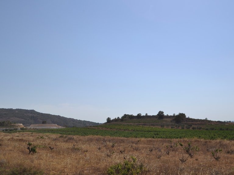 Plot for Sale in Pinoso, Alicante 3