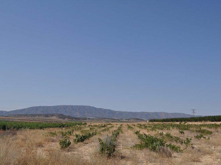 Plot for Sale in Pinoso, Alicante 1