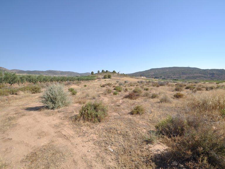 Plot for Sale in Pinoso, Alicante 7