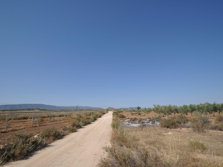 Plot for Sale in Pinoso, Alicante 4