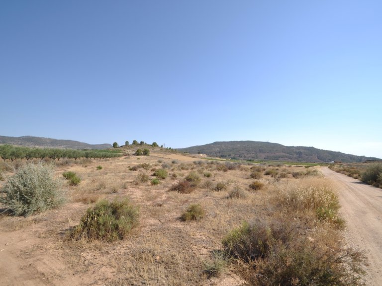 Plot for Sale in Pinoso, Alicante 1