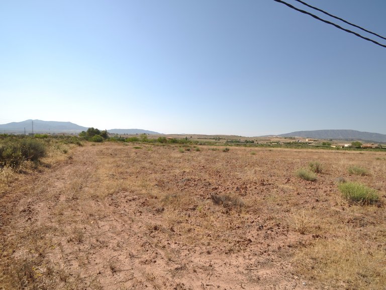 Plot for Sale in Pinoso, Alicante 3