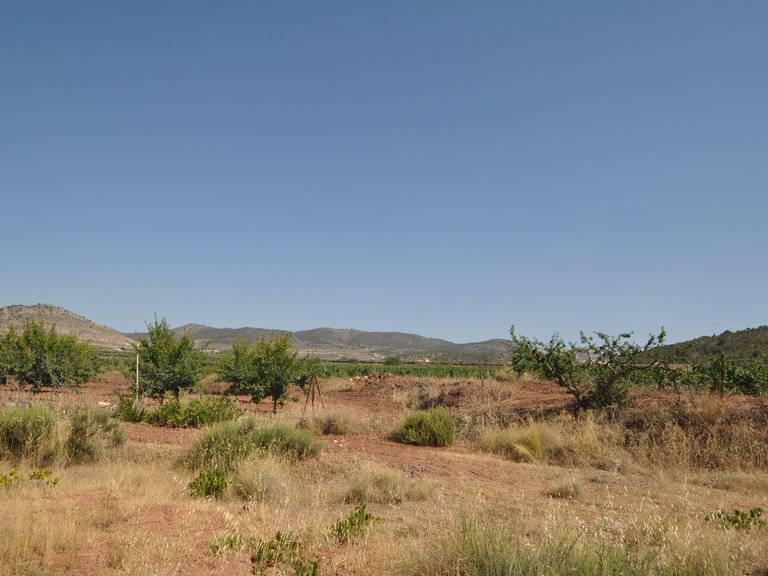 Plot for Sale in Pinoso, Alicante 1