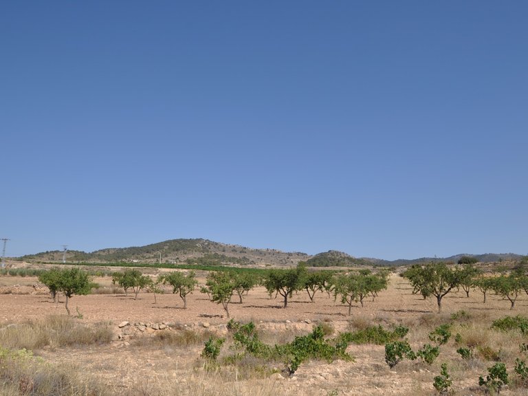 Plot for Sale in Pinoso, Alicante 8