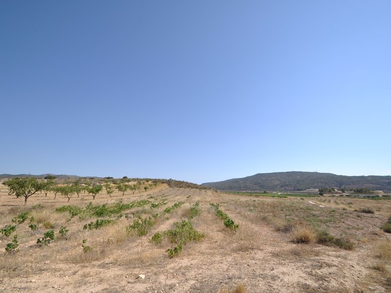 Plot for Sale in Pinoso, Alicante 7