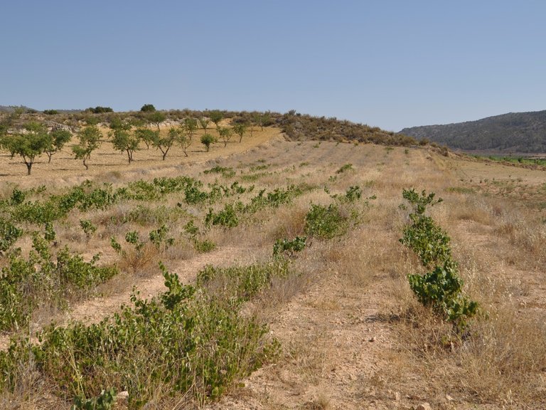 Plot for Sale in Pinoso, Alicante 6