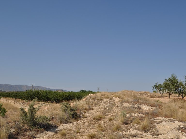 Plot for Sale in Pinoso, Alicante 5