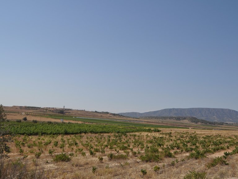 Plot for Sale in Pinoso, Alicante 4