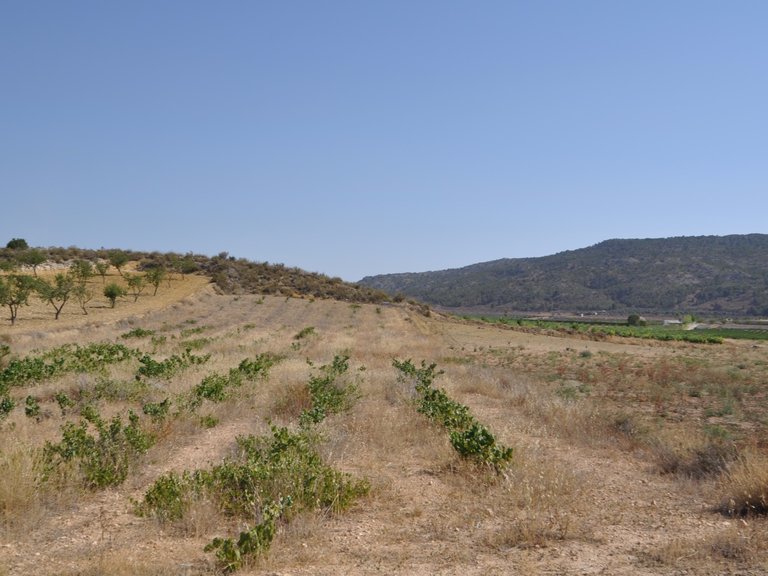 Plot for Sale in Pinoso, Alicante 1