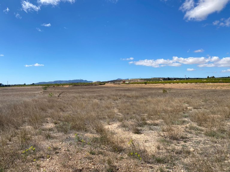 Plot for Sale in Pinoso, Alicante 3