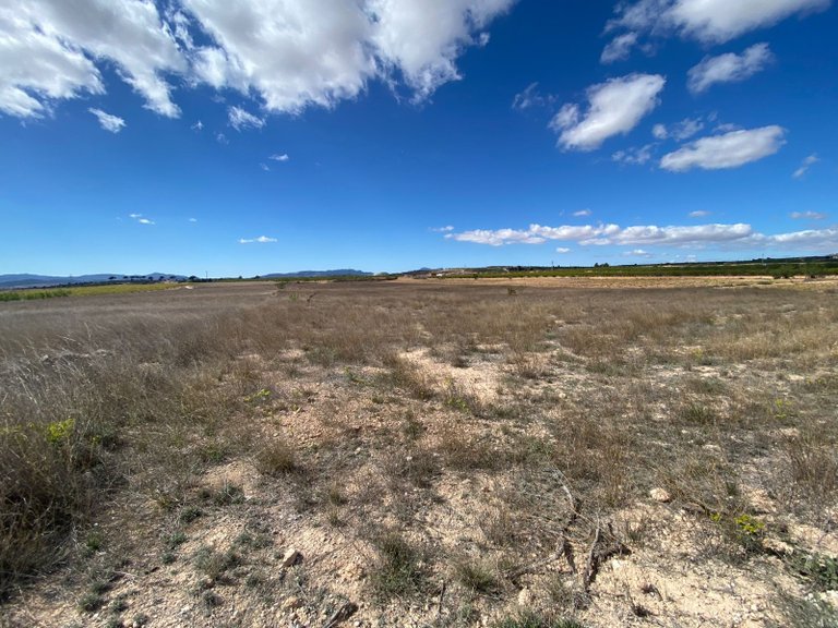 Plot for Sale in Pinoso, Alicante 4