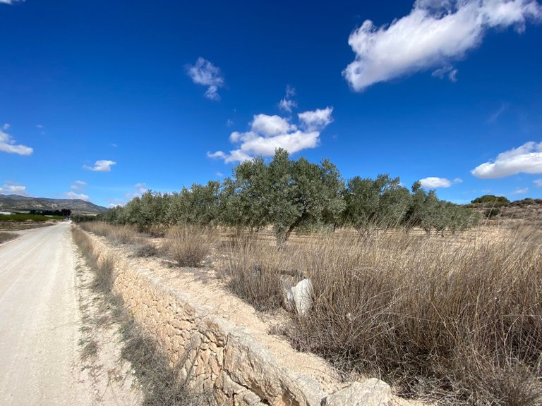 Plot for Sale in Pinoso, Alicante 5