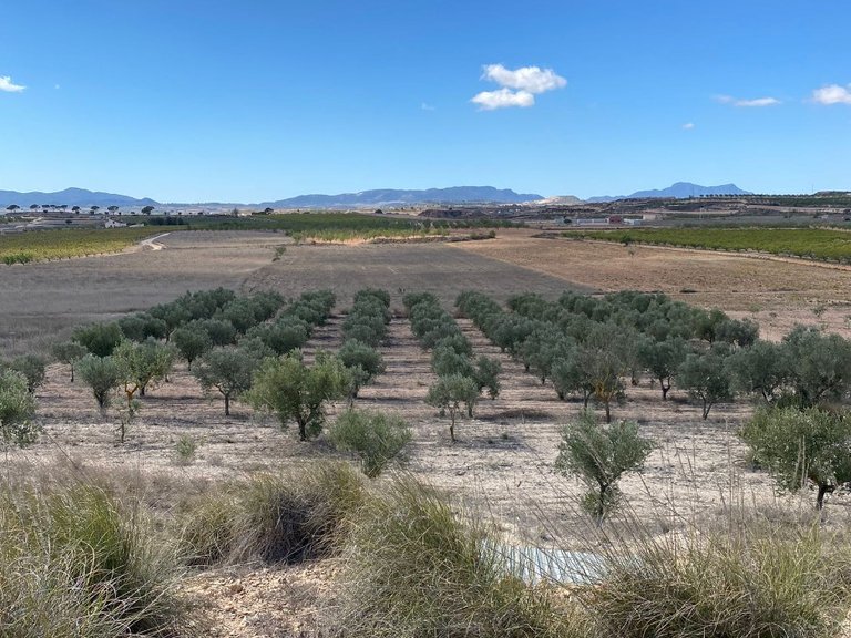 Plot for Sale in Pinoso, Alicante 6