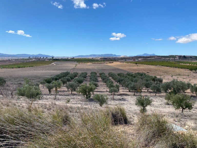 Plot for Sale in Pinoso, Alicante 1