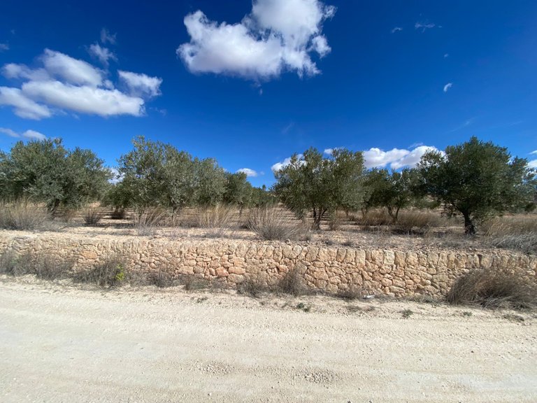 Plot for Sale in Pinoso, Alicante 7