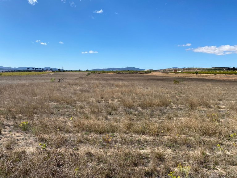 Plot for Sale in Pinoso, Alicante 8