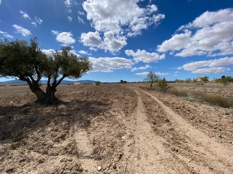 Plot for Sale in Pinoso, Alicante 1