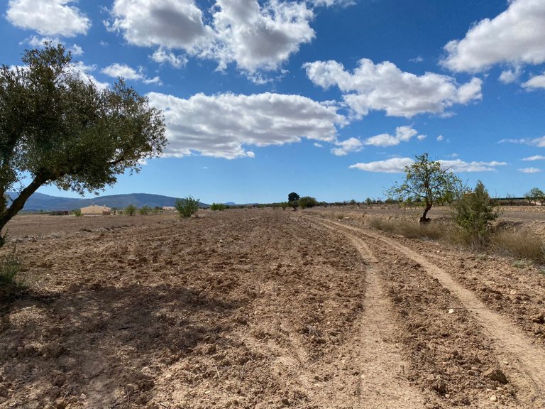 Plot for Sale in Pinoso, Alicante 7