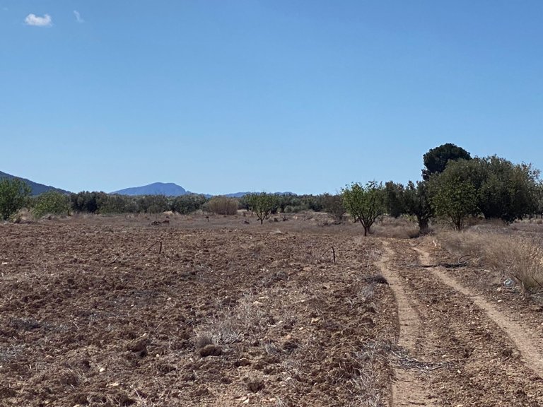 Plot for Sale in Pinoso, Alicante 9