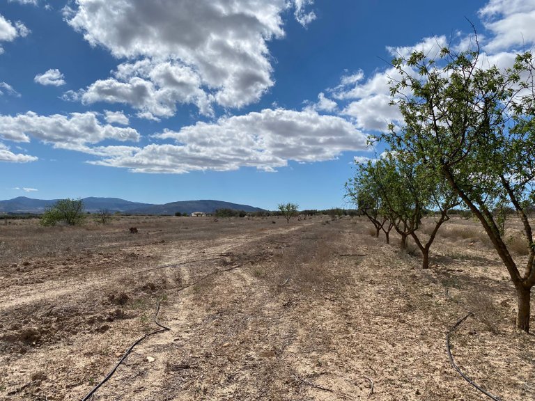 Plot for Sale in Pinoso, Alicante 4