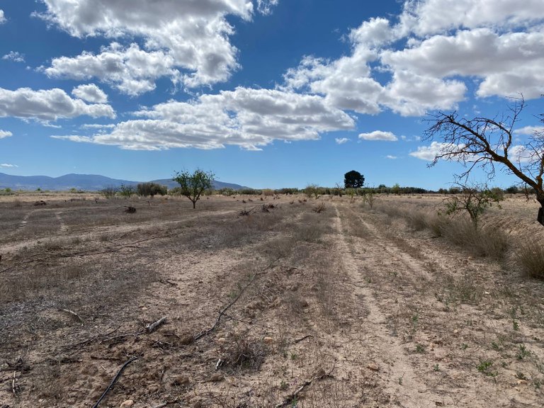 Plot for Sale in Pinoso, Alicante 5