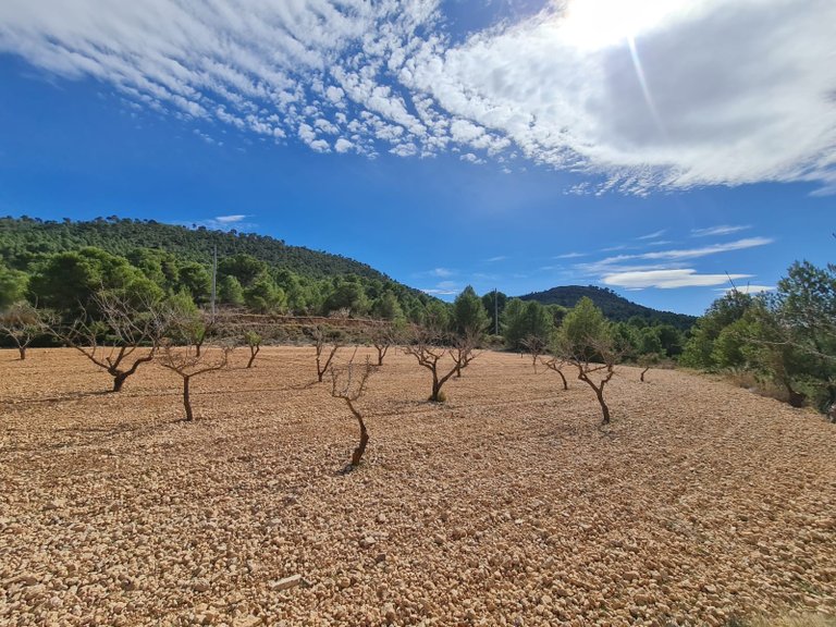 Plot for Sale in Pinoso, Alicante 17