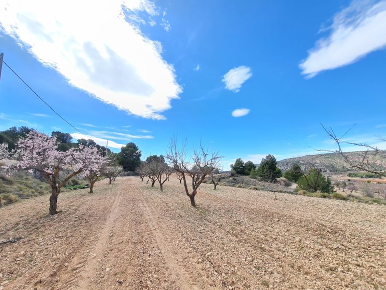 Plot for Sale in Pinoso, Alicante 16