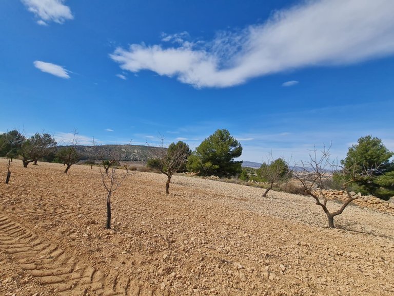 Plot for Sale in Pinoso, Alicante 15