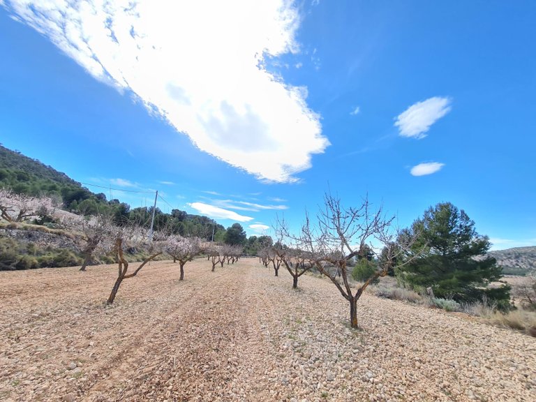 Plot for Sale in Pinoso, Alicante 13