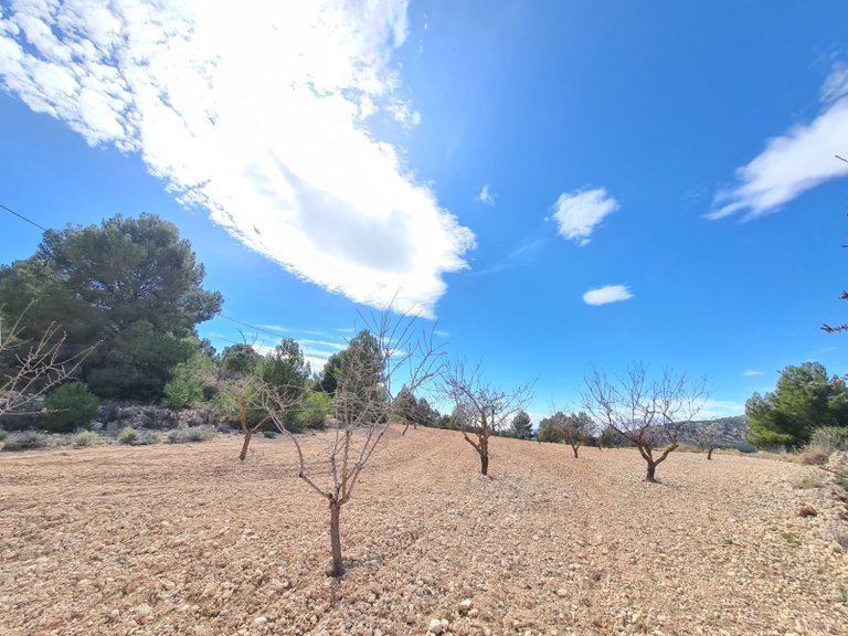 Plot for Sale in Pinoso, Alicante 7